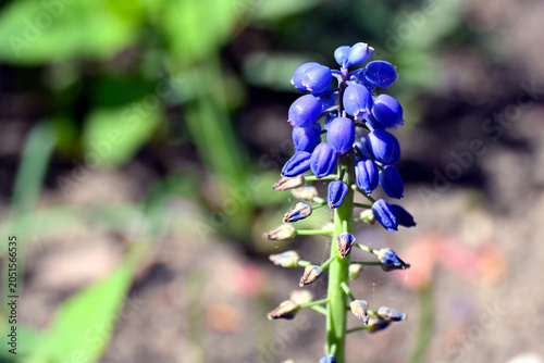 Close-up of Armenian grape hyacinth (Muscari armeniacum), showing dense clusters of small blue-violet bell-shaped flowers with delicate spring detail in natural light.