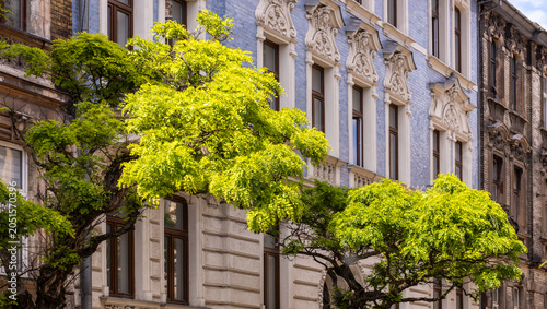 Mature green trees providing natural shade in front of historic European apartment building facades. Sustainable urban planning and green infrastructure concept (Authentic camera photograph)