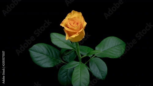 Beautiful opening yellow rose on black background.