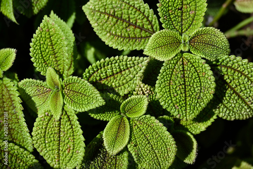 Quadro su tela Close-up of Pilea mollis foliage, showing deeply textured bright green leaves with pronounced veins and rich natural detail in soft light