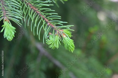 Fotografi Close-up of young spruce shoots (Picea spp