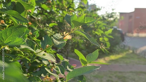 Delicate spider web on green bush branches in sunny city park. Small insect silk threads among leaves during golden hour. Nature detail in backyard garden area.