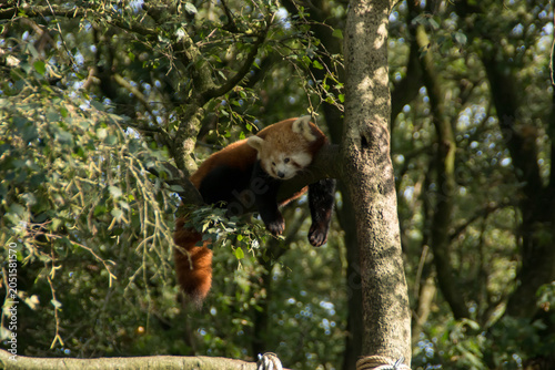 red panda