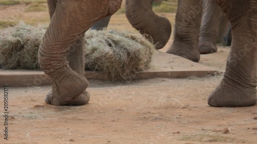 Trunk and feet of African elephant walk across dust and grass surface