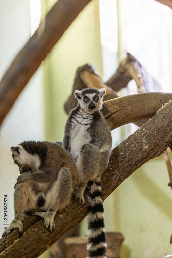 Fototapeta premium Two ring-tailed lemurs rest on large wooden climbing branches. One lemur looks directly at the camera while the other grooms itself. The brightly lit background is blurred, providing copy space.