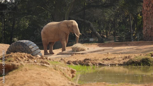 African elephant bull approaches feeding station and happily selects small food items with trunk
