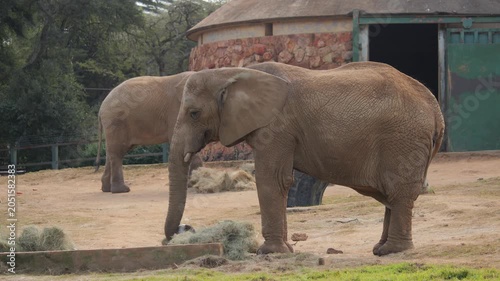 Large African elephant eats hay and pumpkins, ground squirrel scurries along sandy ground below