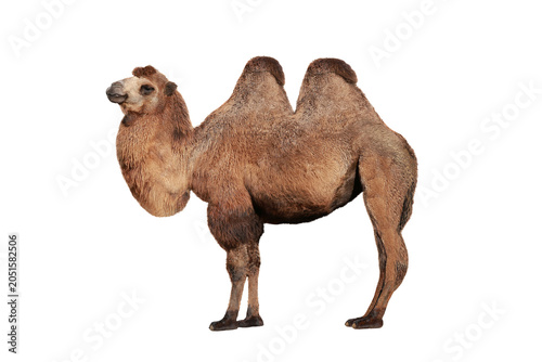Canvas-taulu Two humped bactrian camel standing isolated on transparent background