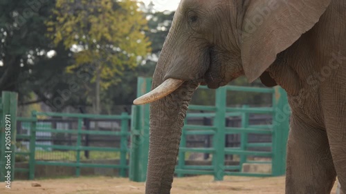 Face of captive African elephant using trunk to eat
