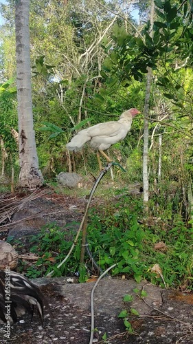 White Rooster Trying To Crow On Pipe But Fails, Funny Chicken Sound, Orange Rooster Walking Below, Farm Animal B-roll
