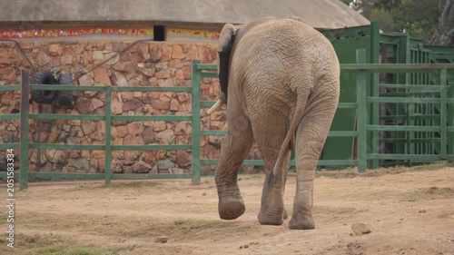 Elephant slowly walks across zoo enclosure, sniffing ground with trunk