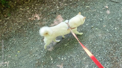 Walk the dog