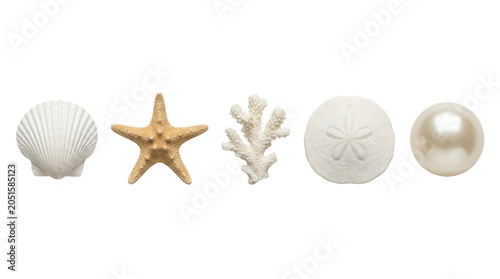 Quadro su tela Seashells starfish coral and pearl, isolated on transparent background