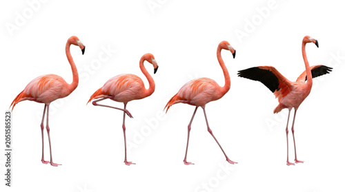 Cuadro en lienzo Pink flamingo standing and walking, isolated on transparent background