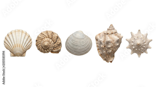 Quadro su tela Collection of various detailed ocean seashells, isolated on transparent backgrou