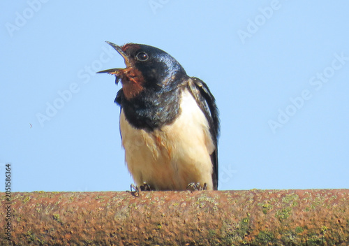 A swallow is sitting. In Romania