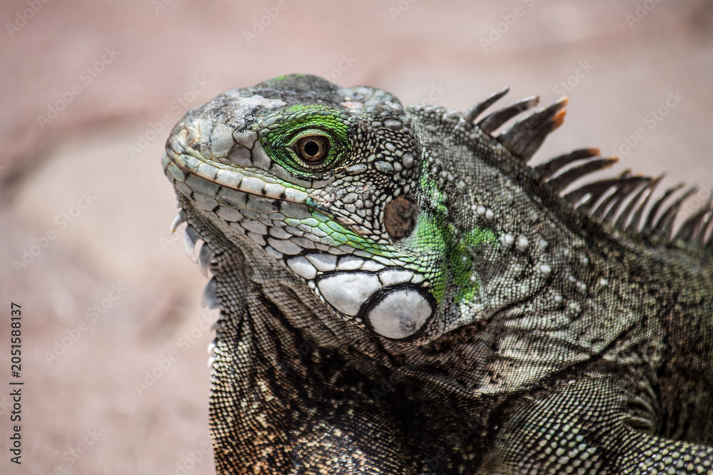 Fototapeta premium Iguana portrait