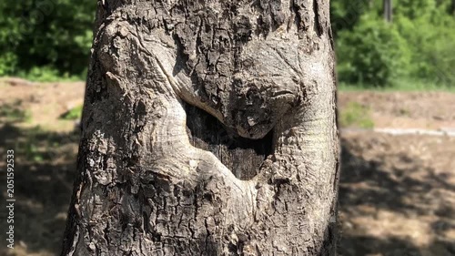 tree trunk with a bizarrely textured bark