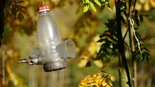 nuthatch, a small bird with grayish-white plumage, feeds at the feeder 