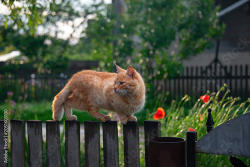 Bilde på lerret A ginger, tailed beast