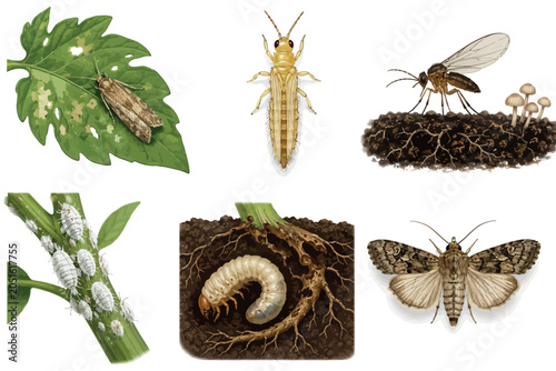 Foto Vsai garden pest identifying common insects damaging plants