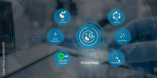 Fotografía Scientific illustration depicting key processes involved in cellular autophagy w