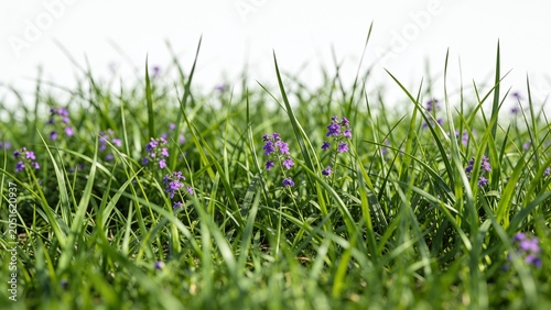Close up of green grass and purple wildflowers in spring meadow with wildflowers