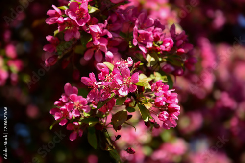 Vibrant Magenta Crabapple Blossoms in Bright Spring Sun