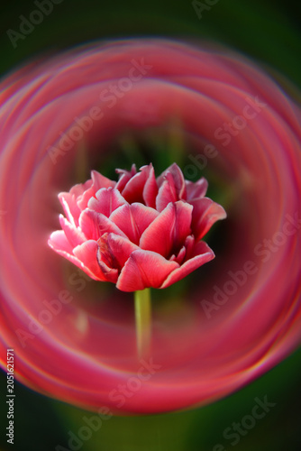 Macro Double Tulip Flower Framed by Creative Swirl Bokeh
