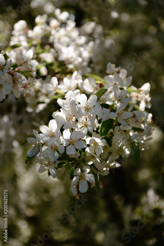 White Spring Apple Blossoms in Dappled Sunlight and Shadow