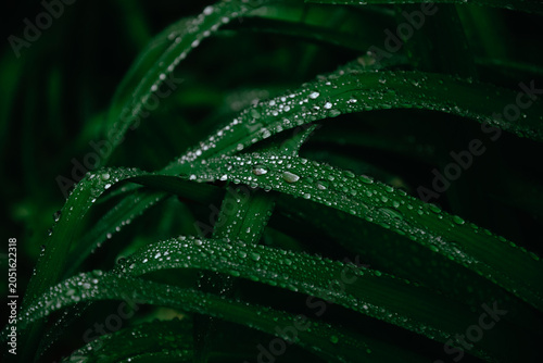 Macro of Sparkling Raindrops on Overlapping Dark Green Leaves