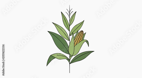 Fresh ripe corn cob with green husk leaves on white background vector illustration