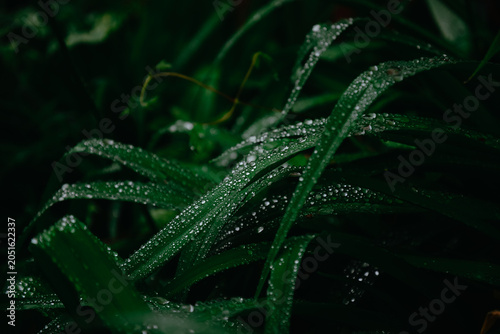 Wet Green Grass Blades Covered in Raindrops After a Spring Shower