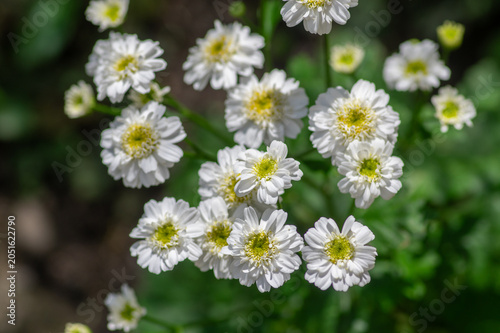 Tableau sur toile Tanacetum parthenium double white feverfew flowers macro in bloom, double feverf