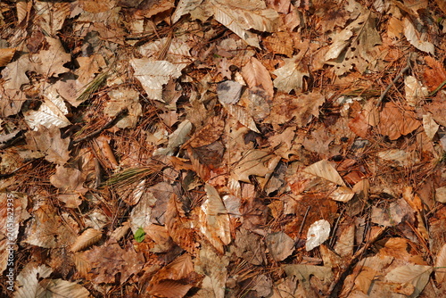 Top down view of dry autumn leaves and pine needles covering the forest floor