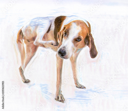 Walker hound dog scratching self aganst high key backdrop, digital photo art