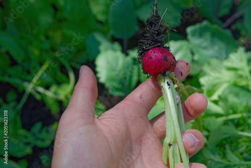 Close-up view of a hand gently holding a freshly pulled red radish root, still covered in dark, nutrient-rich soil and root filaments. This image perfectly captures the moment of harvest.