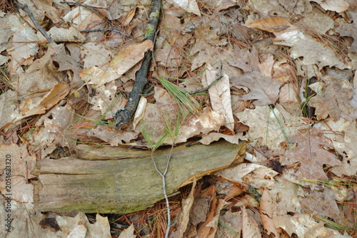 Foto Close up of the forest floor covered in fallen brown autumn leaves pine needles
