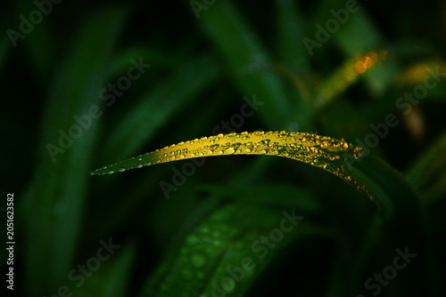 Golden Morning Dew Drops on Fresh Green Grass Blade