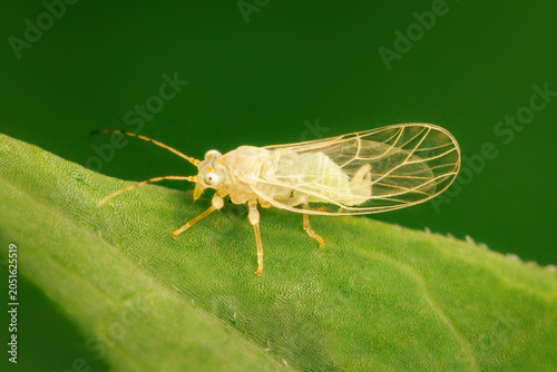 Minuscule hemiptera resting on a leaf with green blurred background