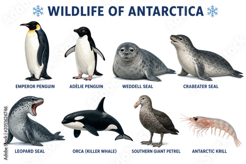 Schilderij op canvas Vsai antarctic wildlife animals polar ecosystem species collection