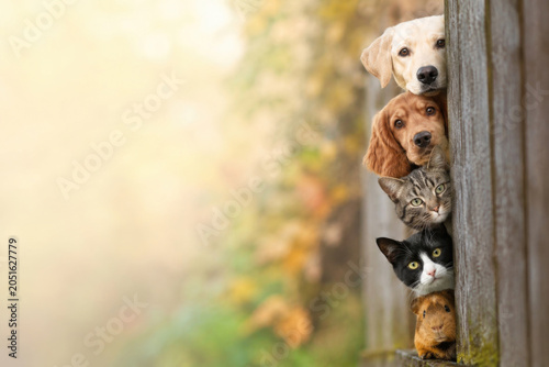 Pets peeking from behind a wooden fence. Space for text.