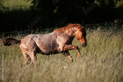Foto Red Roan