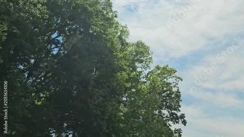 driving by lush green southern forest looking up at canopy. Passenger POV. Video