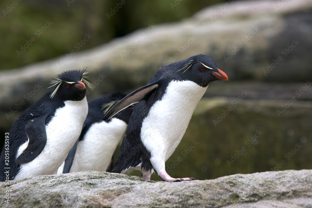 Fototapeta premium Rockhopper penguins on South Georgia Island