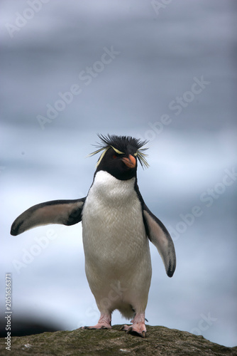 Foto Rockhopper penguin on South Georgia Island