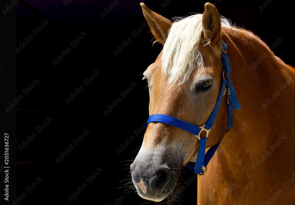 Fototapeta premium Pferd