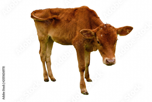 Bild auf Leinwand Young Brown Calf Standing Alone Isolated
