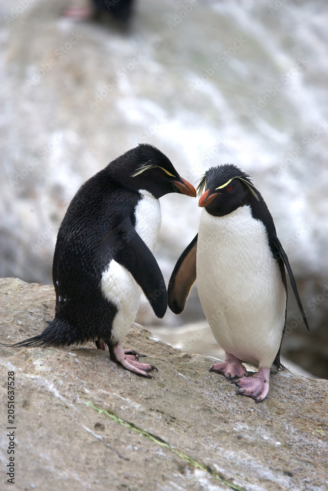Fototapeta premium Rockhopper penguins on South Georgia Island
