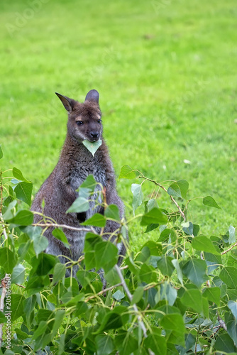 Wallaby in a clearing